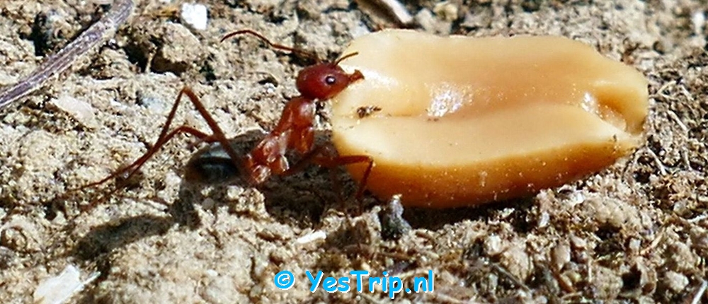 xxx Ants, timelapses